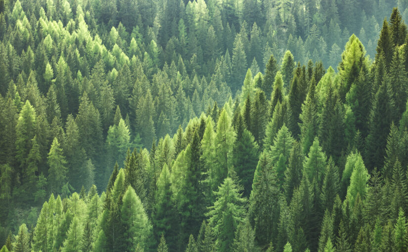 Healthy, renewable forests